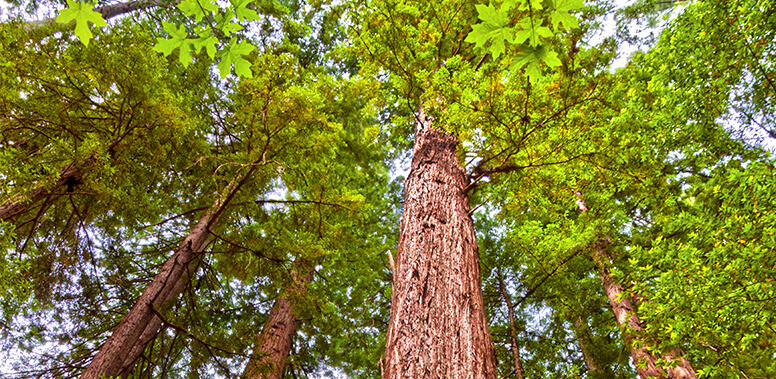 redwood trees to illustrate our janitorial company's commitment to using environmentally friendly cleaning products